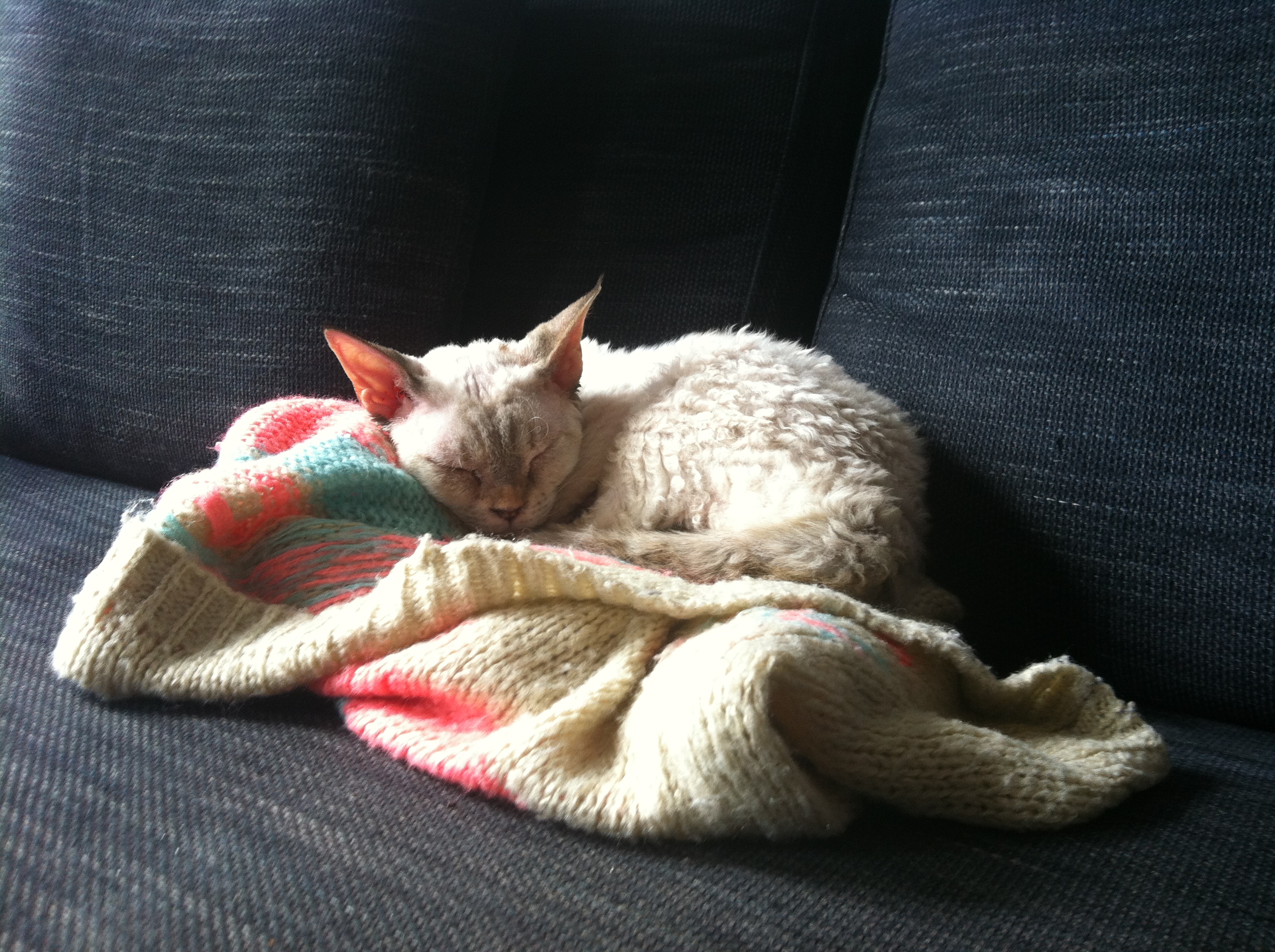 Doris the cat sleeping on her jumper
