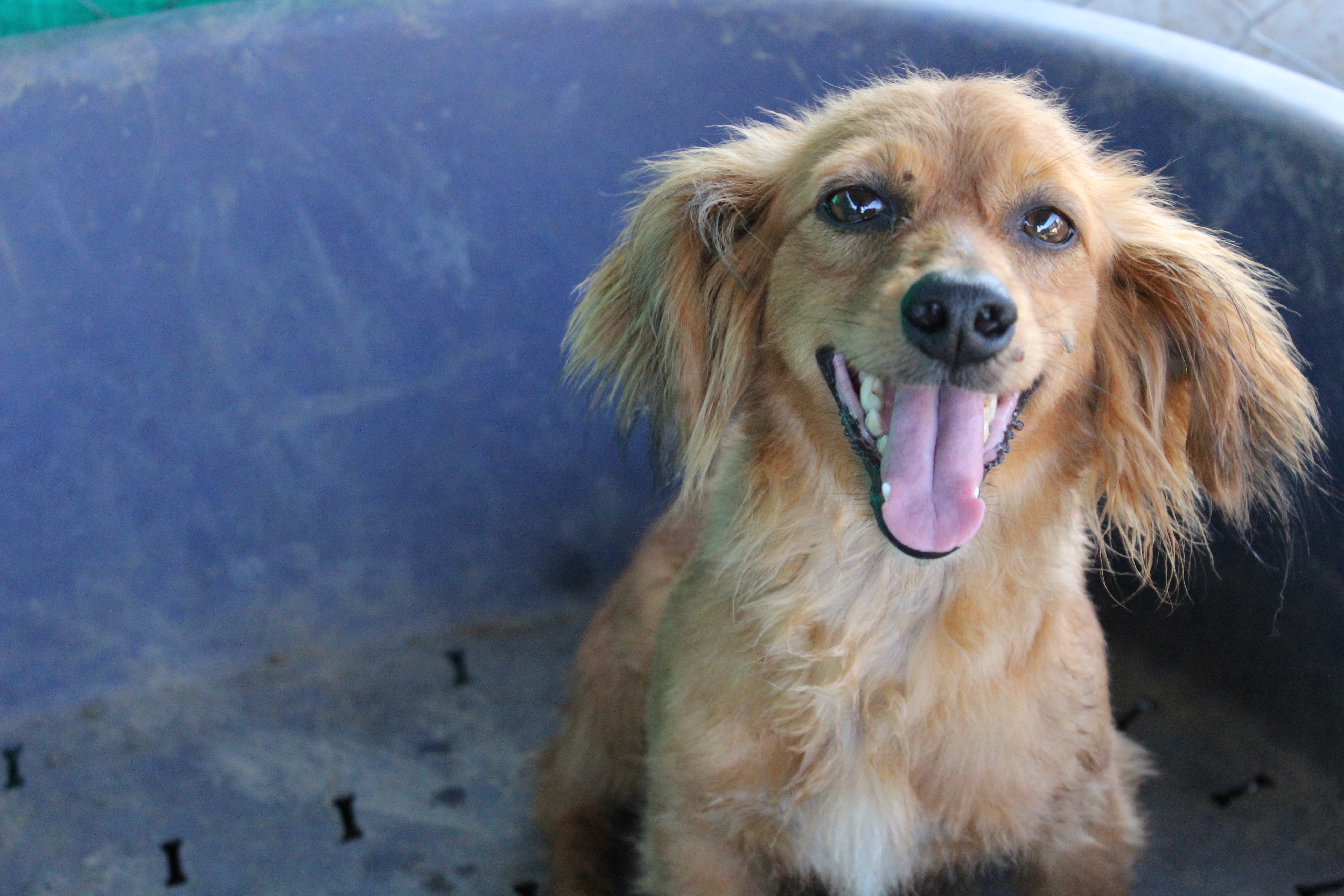 Saving Pound Dogs Cyprus Dog Rehoming